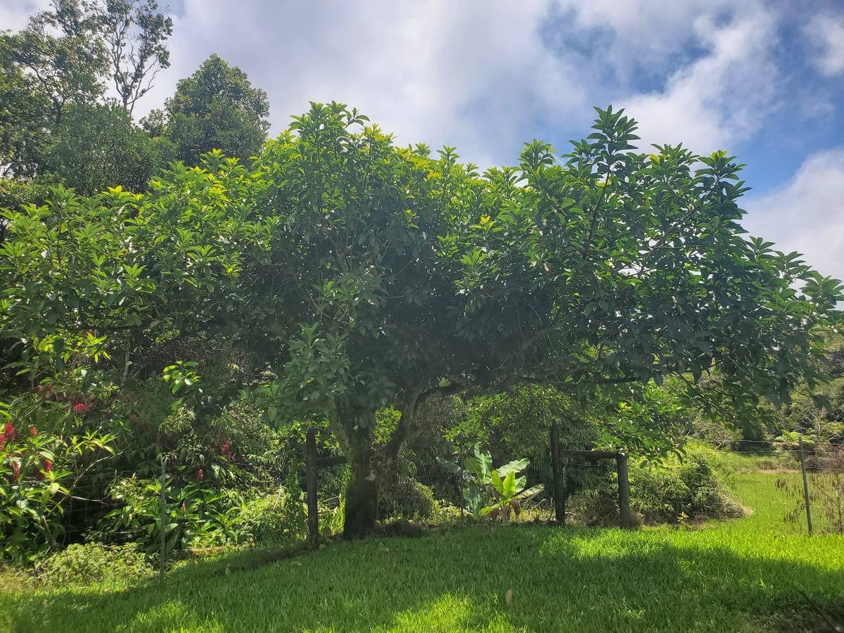 18-1455 Ihope Road Mountain View, HI 96771 - Photo 7 of 11 a view of a trees with a yard