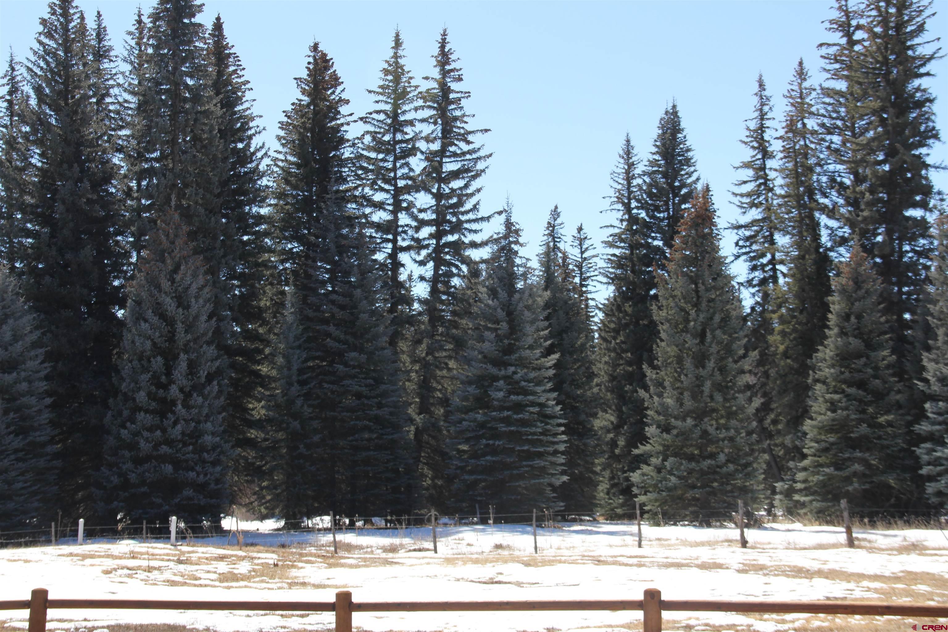 201 Golden Forest Road Bayfield, CO 81122 - Photo 16 of 17 a view of a yard with lots of trees