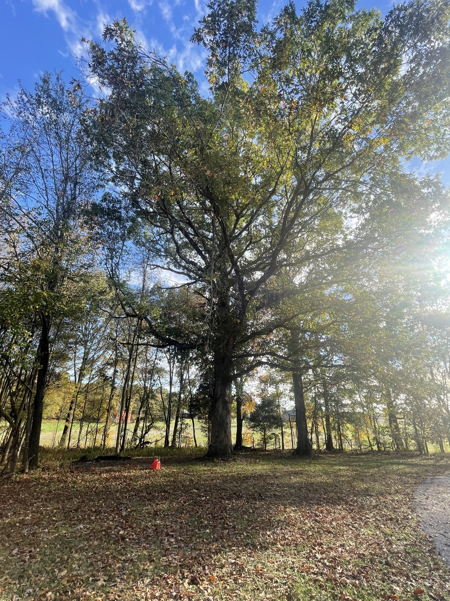 2758 Kinneys Road Cedar Hill, TN 37032 - Photo 3 of 45 a view of a yard with a trees