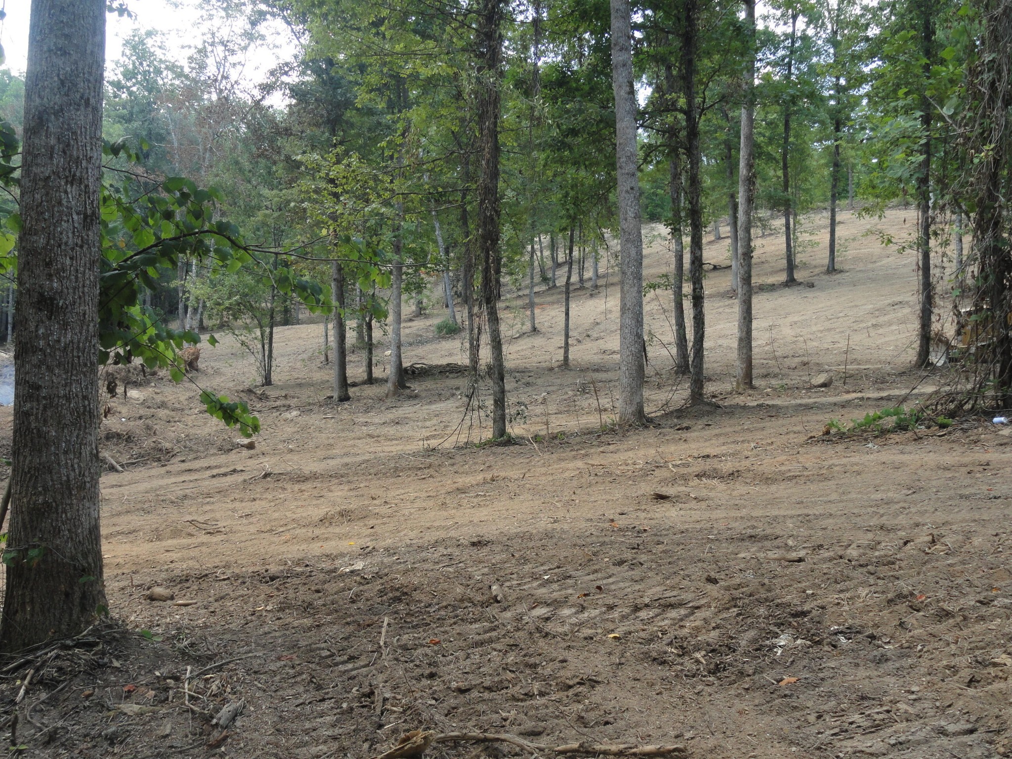 2277 Tellico Reliance Road Reliance, TN 37369 - Photo 12 of 34 a view of a forest with trees in the background