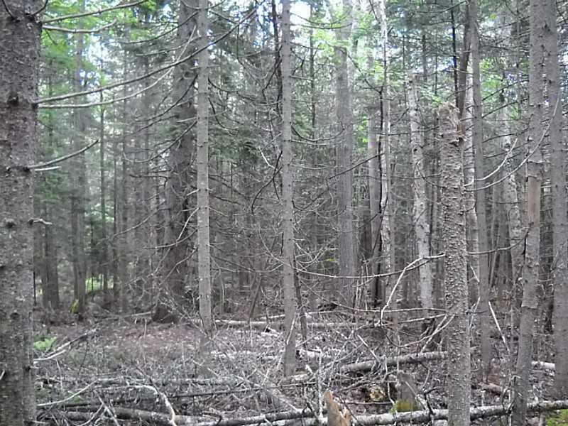 0 Cross Rd/reach Road Sedgwick, ME 04676 - Photo 5 of 8 Land.