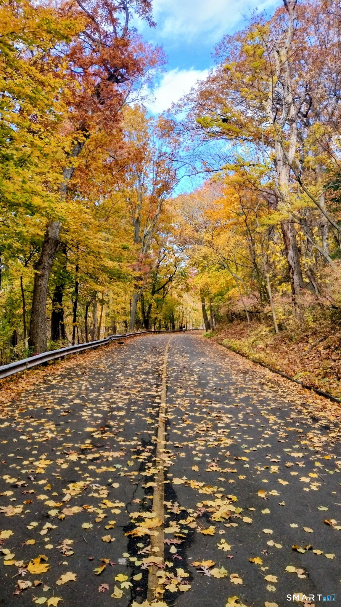 63 Park Road Hamden, CT 06517 - Photo 38 of 39 a view of yard