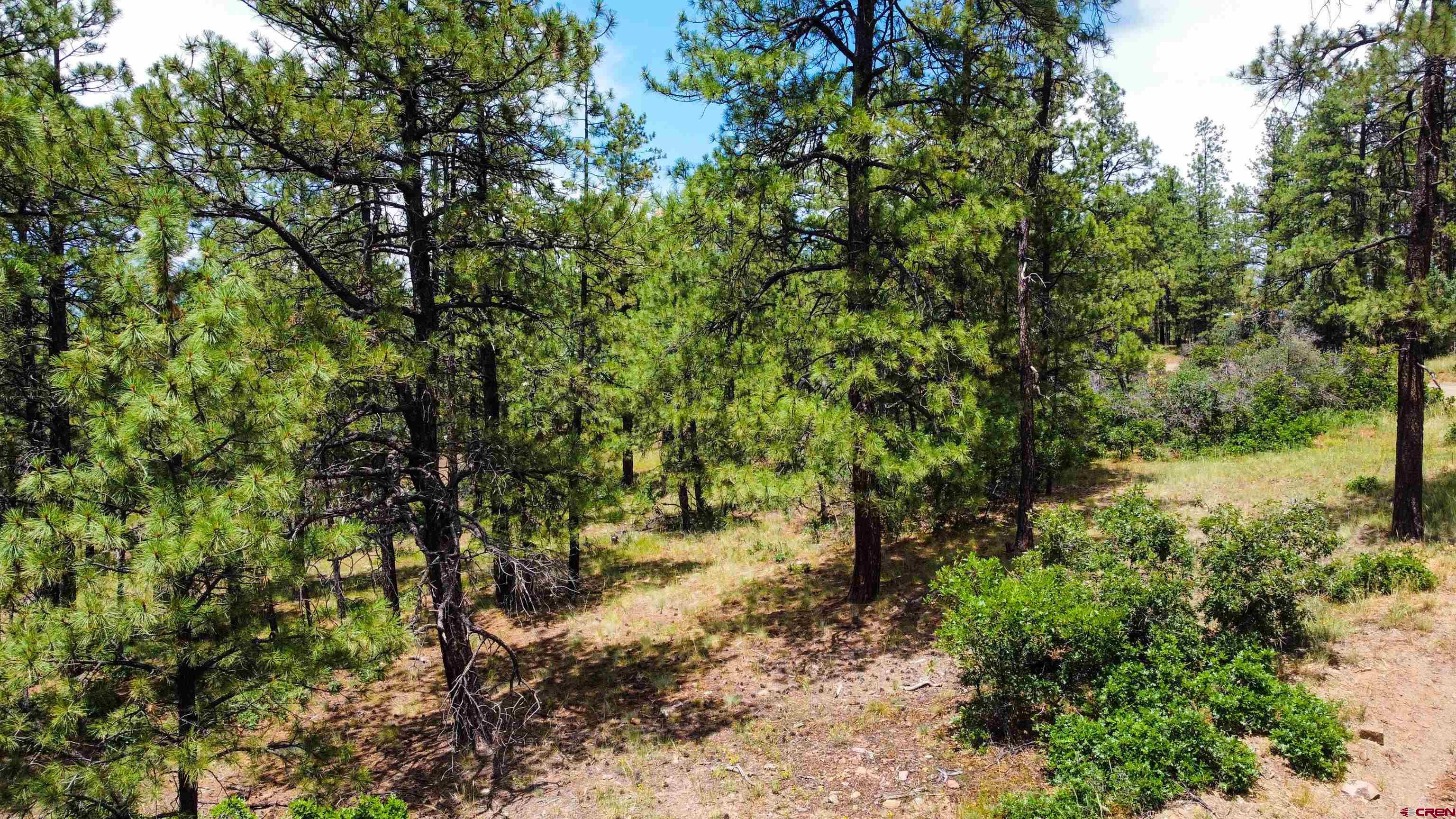 160 Far View Road Pagosa Springs, CO 81147 - Photo 11 of 34 a view of forest