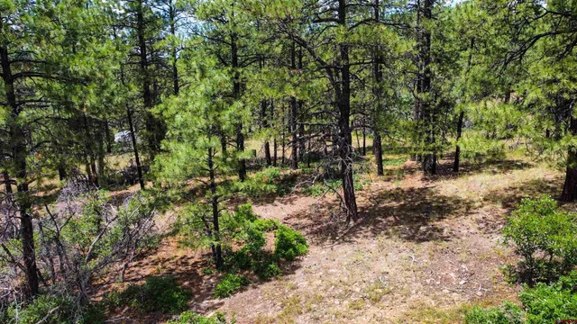 a view of a forest with trees in the background