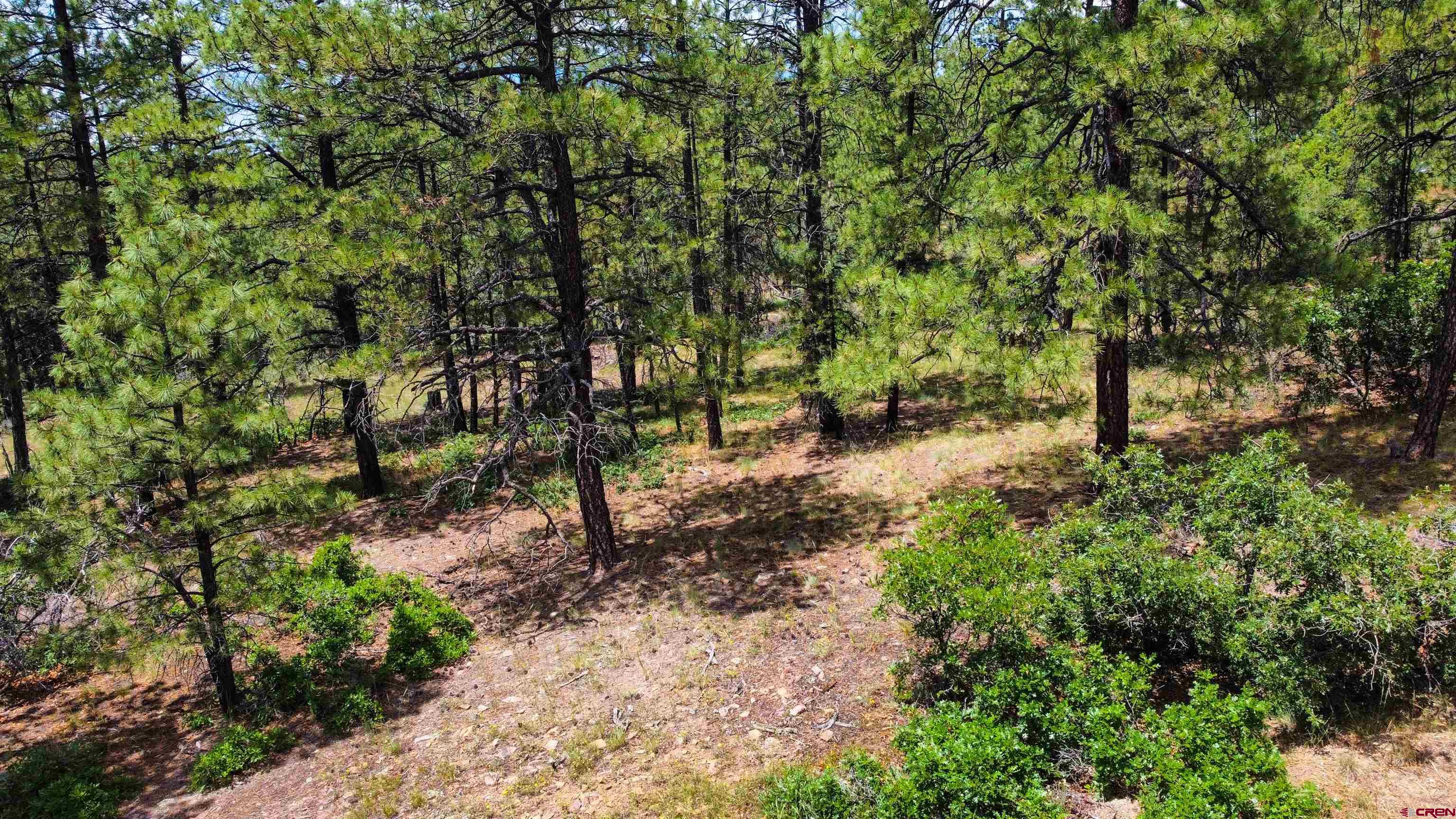 160 Far View Road Pagosa Springs, CO 81147 - Photo 13 of 34 a view of a forest with trees in the background