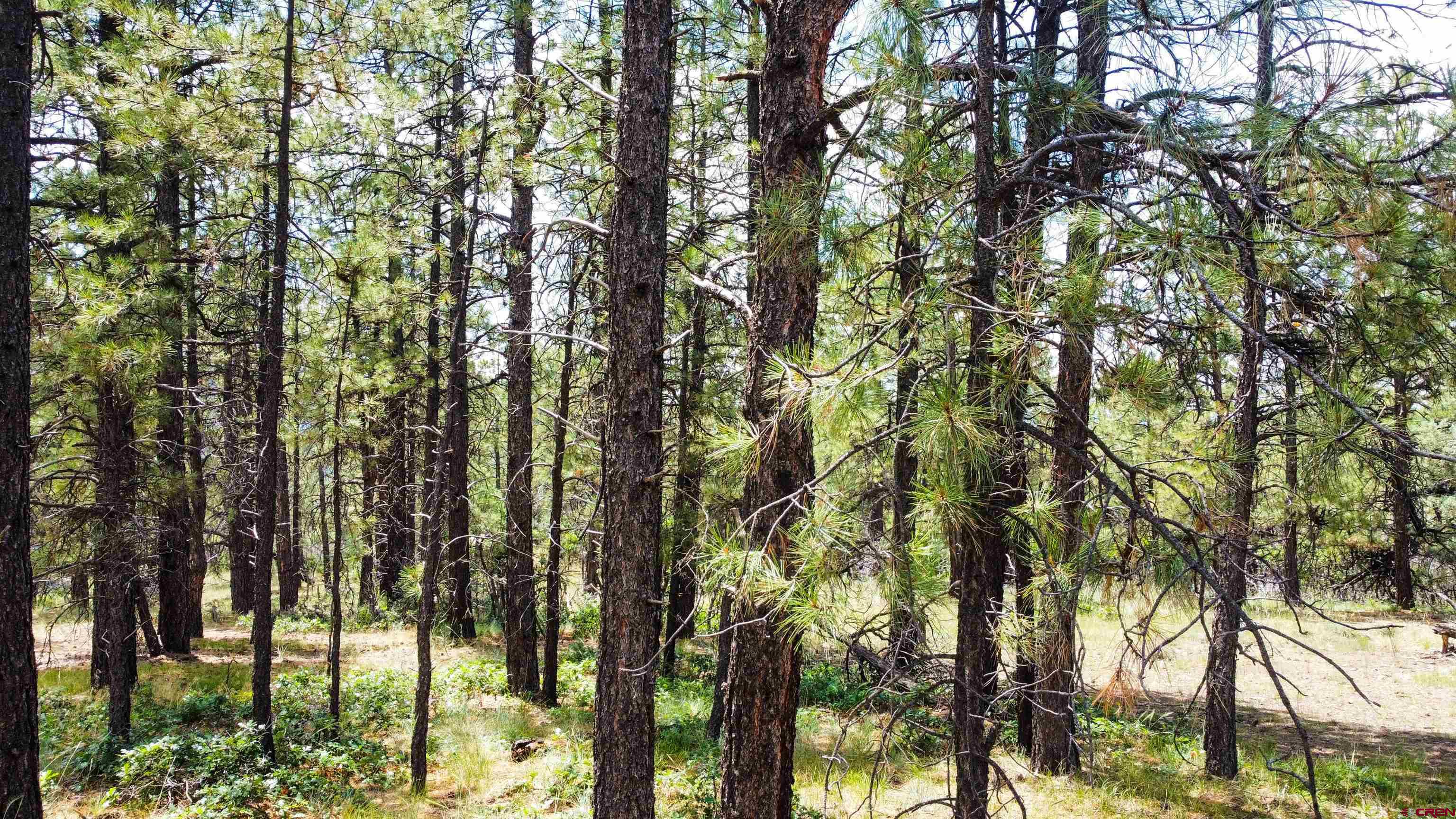160 Far View Road Pagosa Springs, CO 81147 - Photo 16 of 34