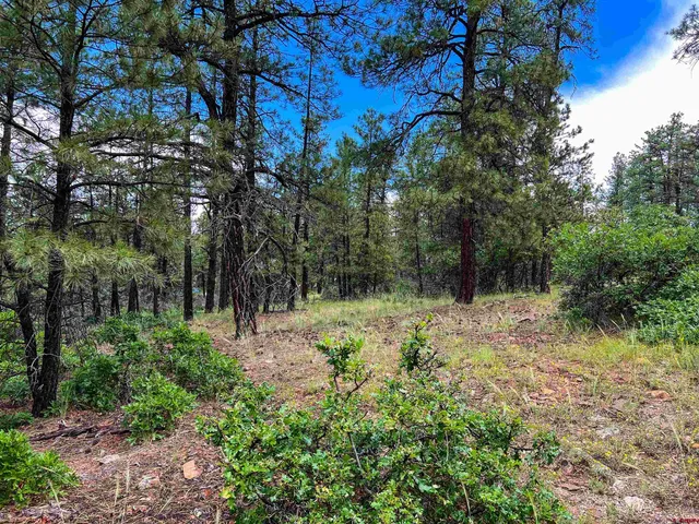 a view of a green field with lots of bushes