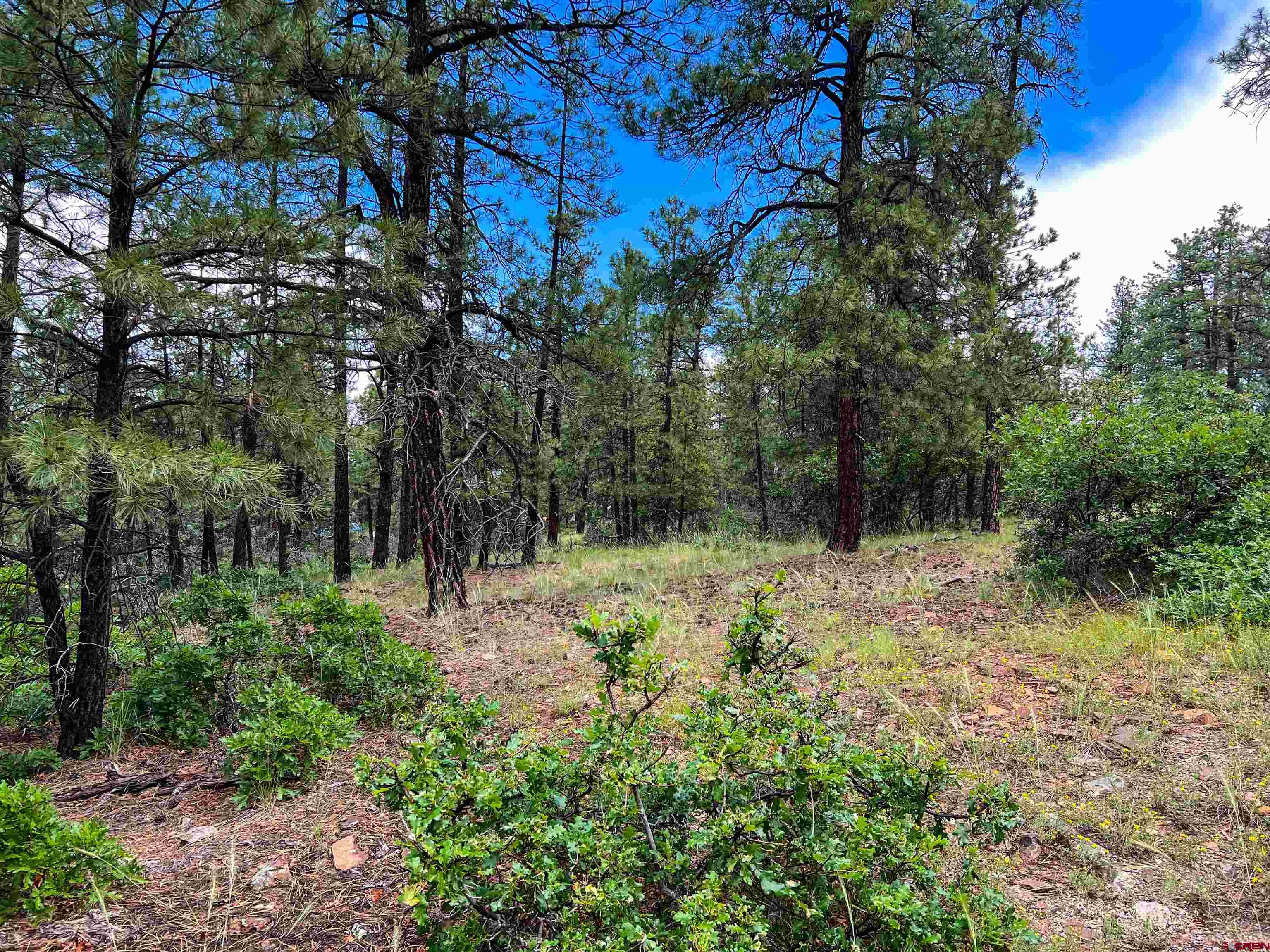 160 Far View Road Pagosa Springs, CO 81147 - Photo 18 of 34 a backyard of a house with lots of green space