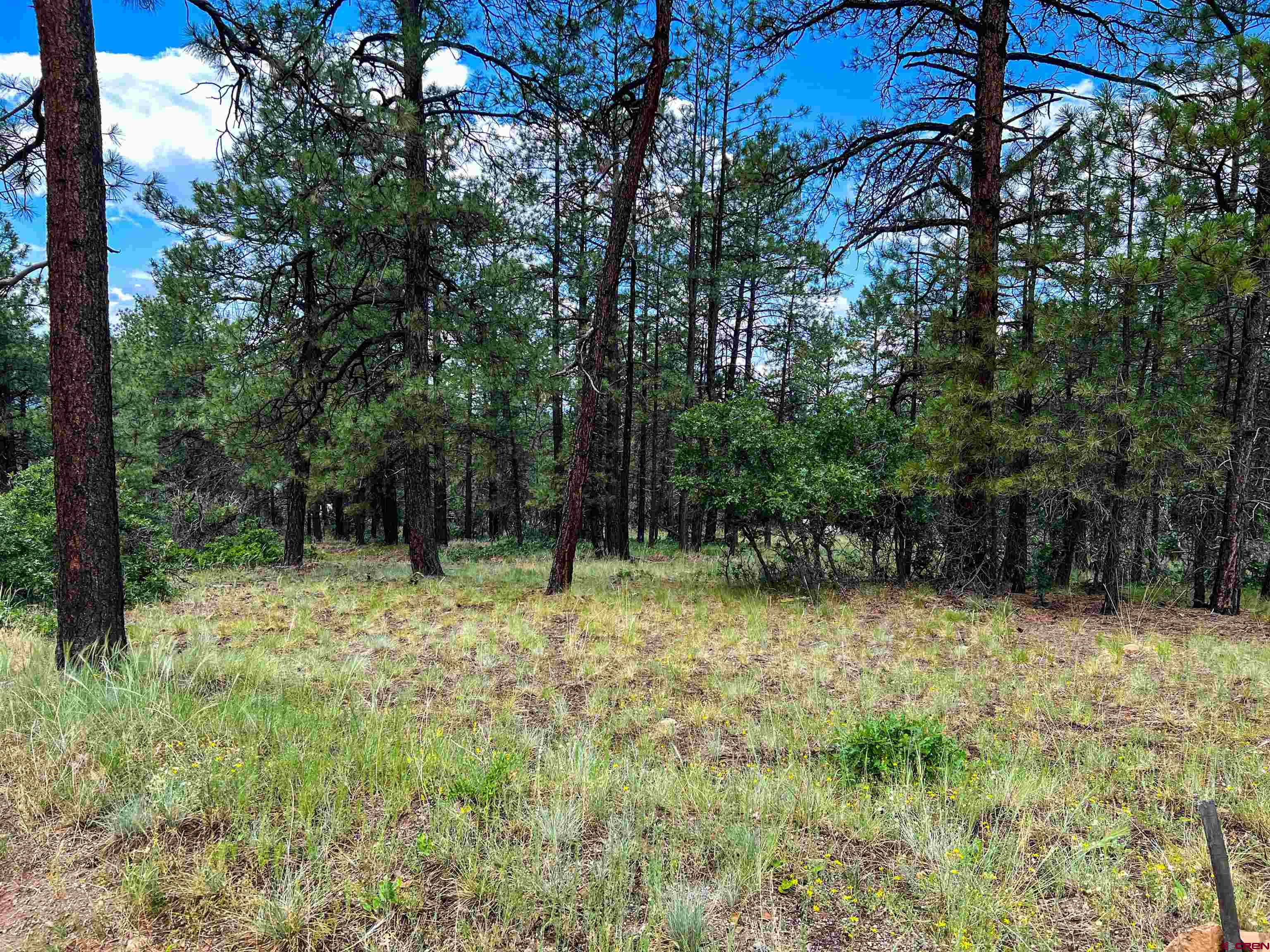 160 Far View Road Pagosa Springs, CO 81147 - Photo 19 of 34 a backyard of a house with lots of green space