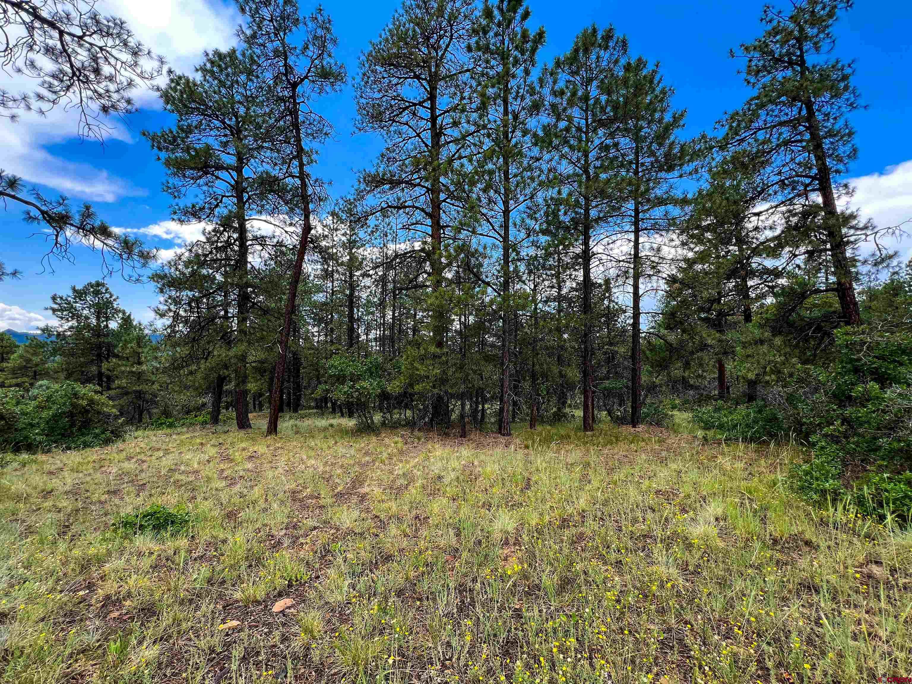 160 Far View Road Pagosa Springs, CO 81147 - Photo 20 of 34 a view of a green field with lots of bushes