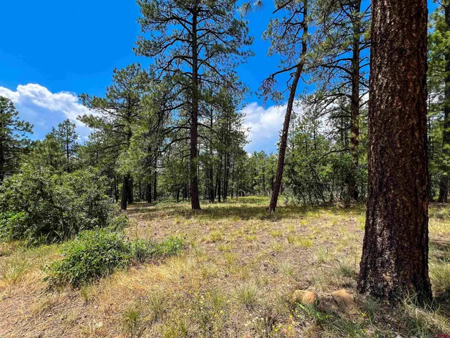 a view of a yard with trees