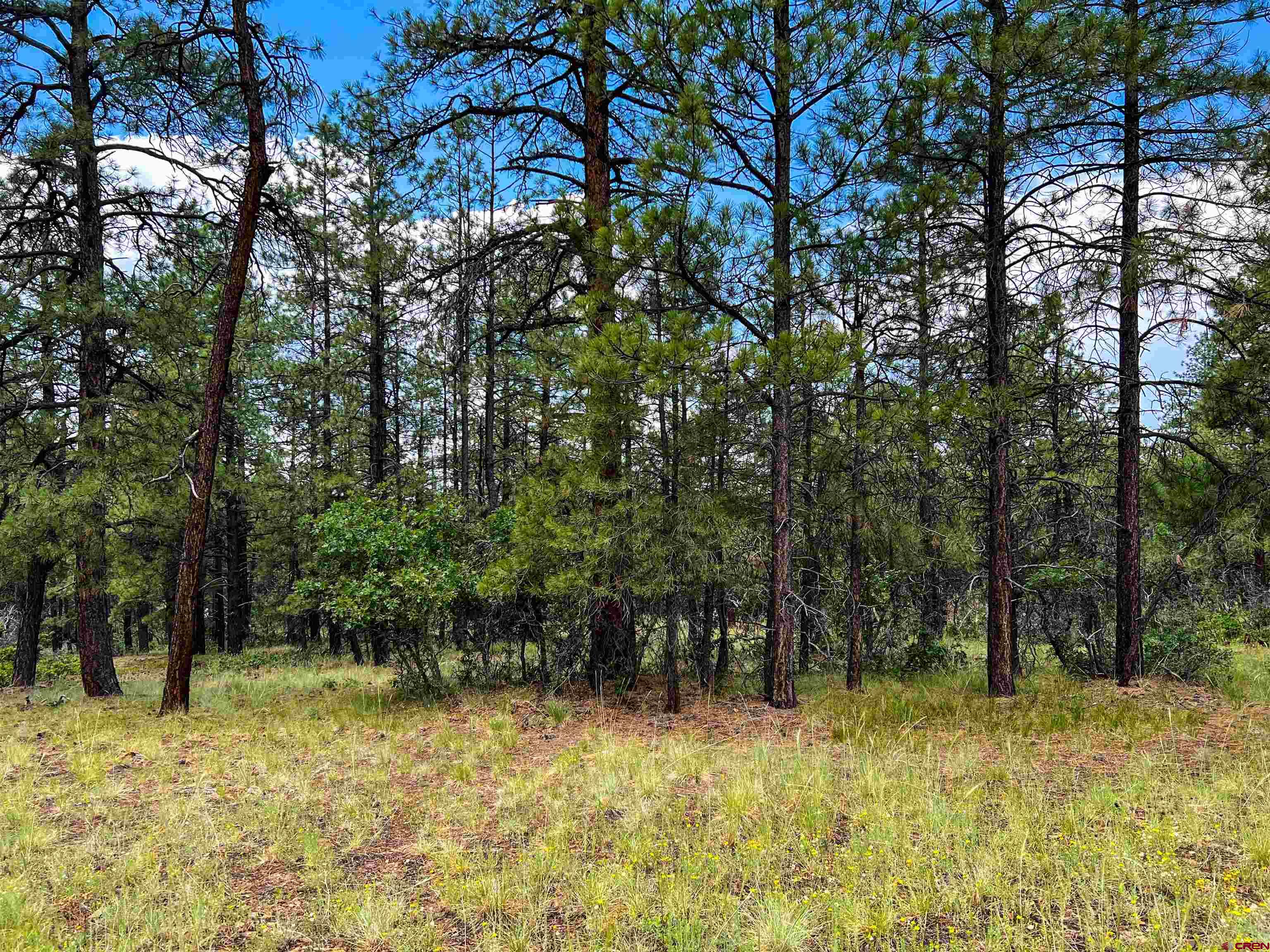 160 Far View Road Pagosa Springs, CO 81147 - Photo 21 of 34 a view of backyard of a house with lots of green space