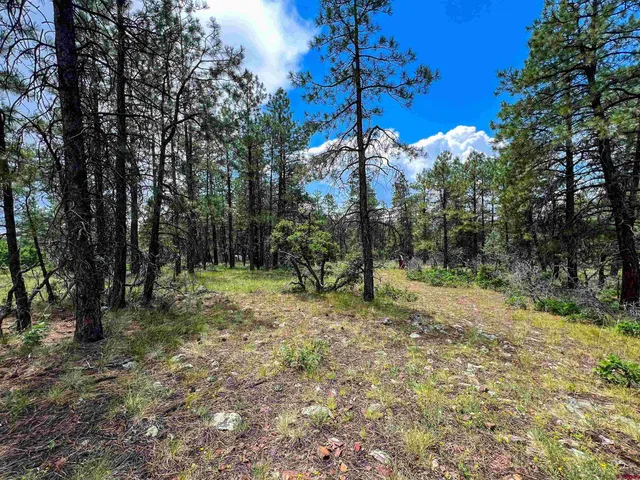 a view of a park with large trees