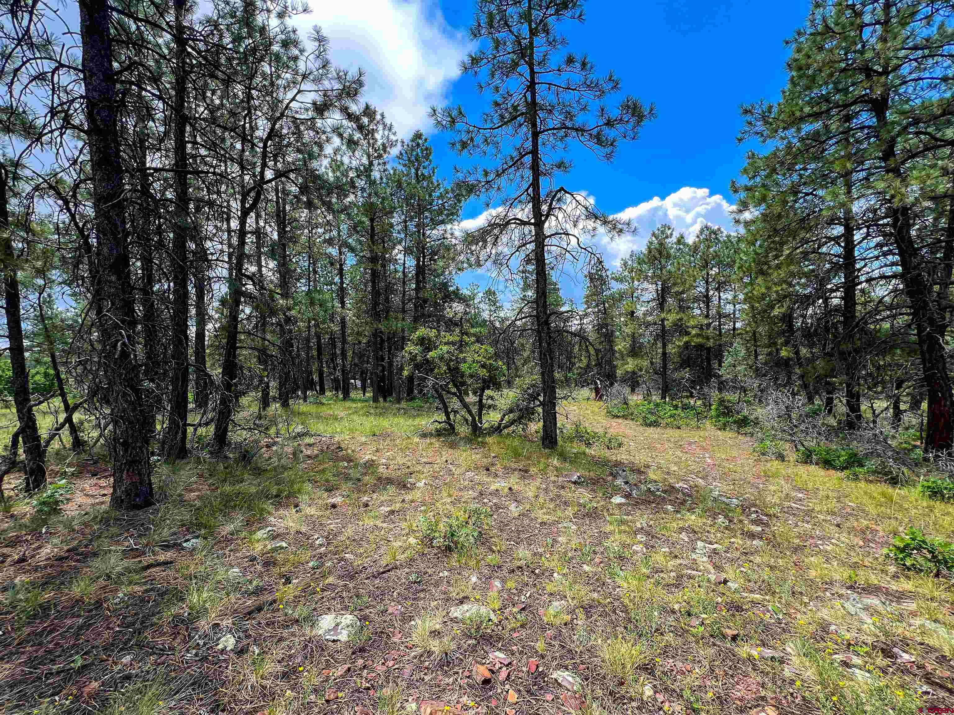 160 Far View Road Pagosa Springs, CO 81147 - Photo 23 of 34 a backyard of a house with lots of green space