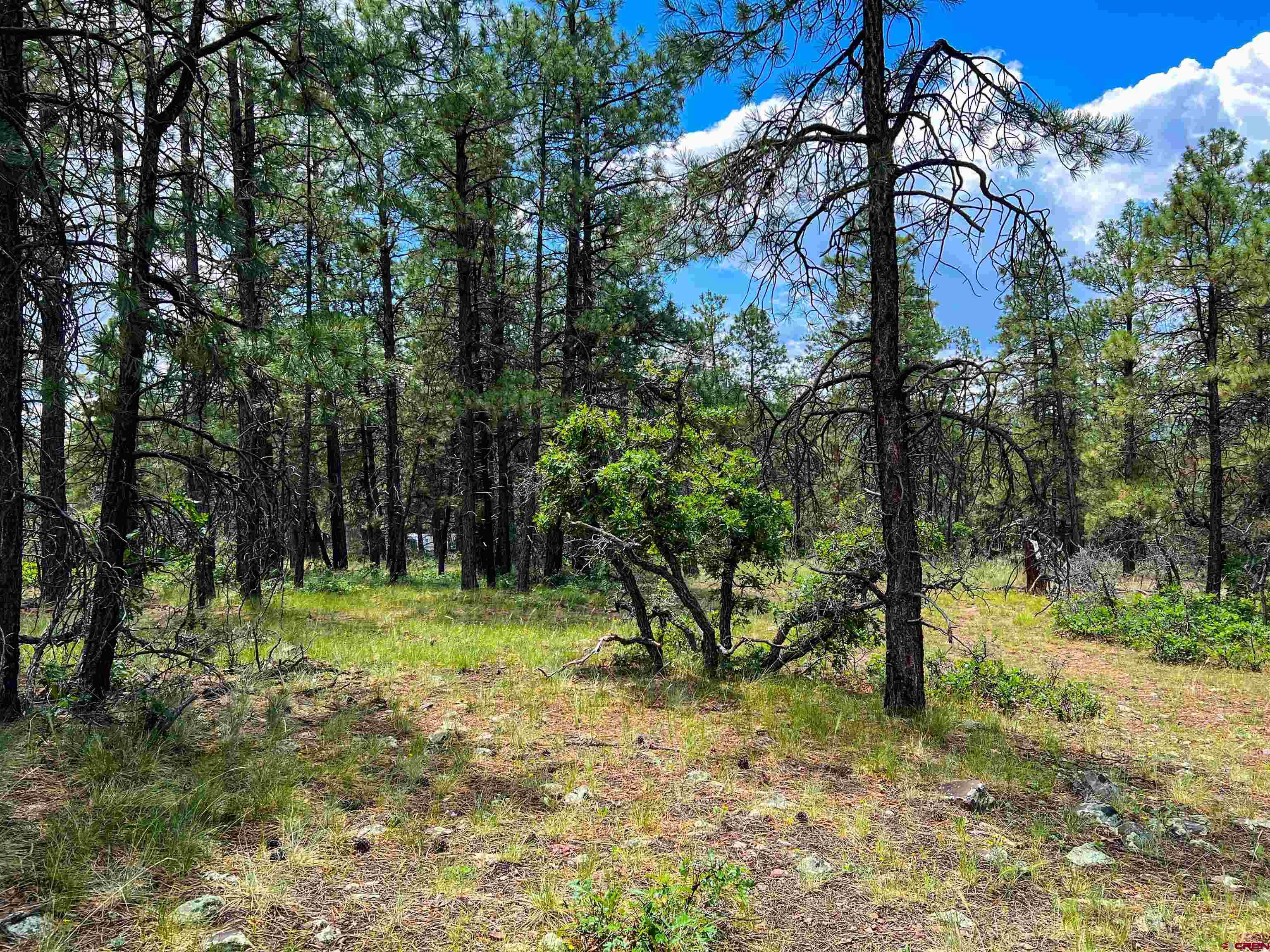 160 Far View Road Pagosa Springs, CO 81147 - Photo 24 of 34 a backyard of a house with lots of trees