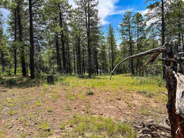 a view of a yard with trees