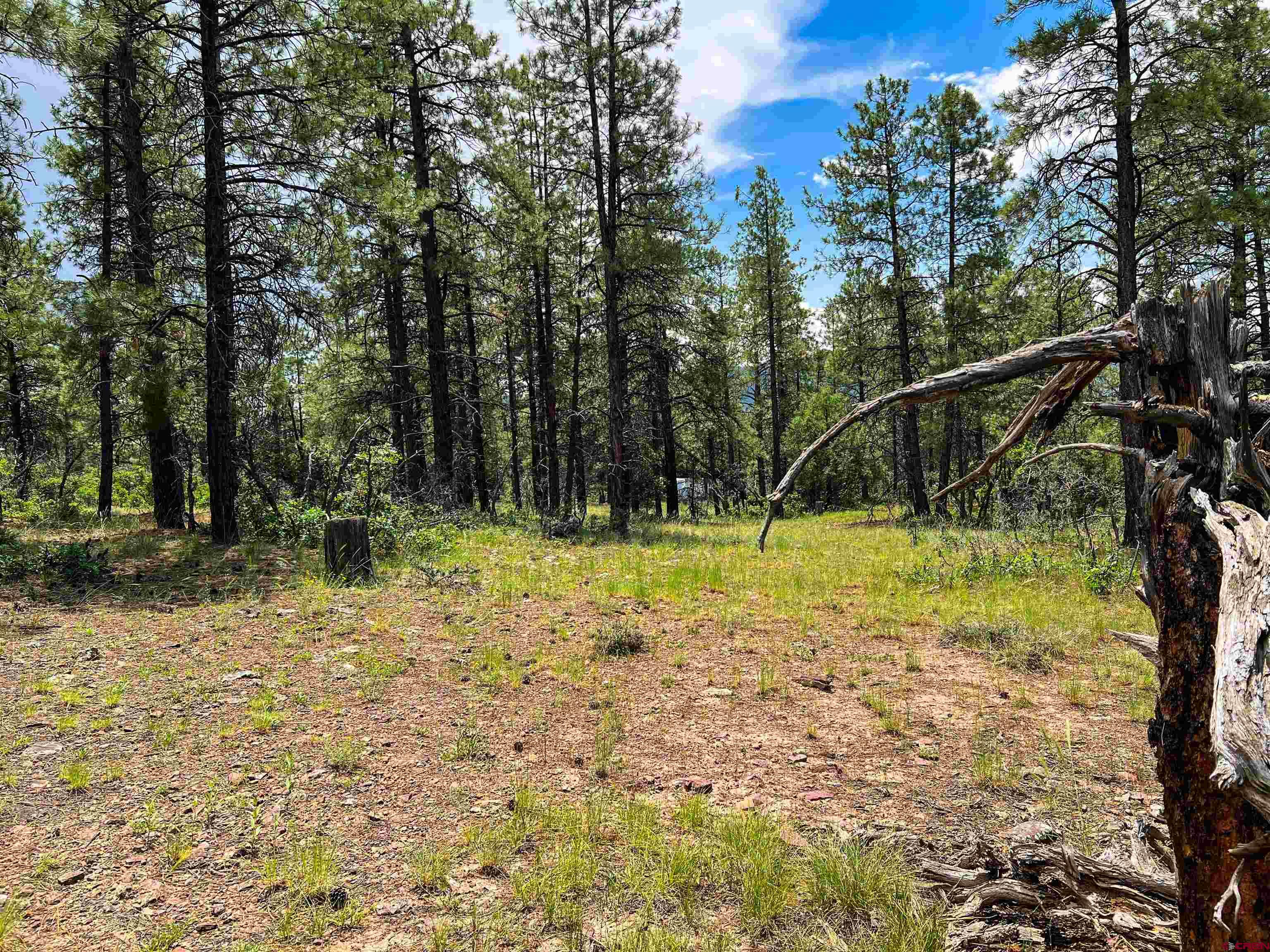 160 Far View Road Pagosa Springs, CO 81147 - Photo 25 of 34 a view of a park with large trees