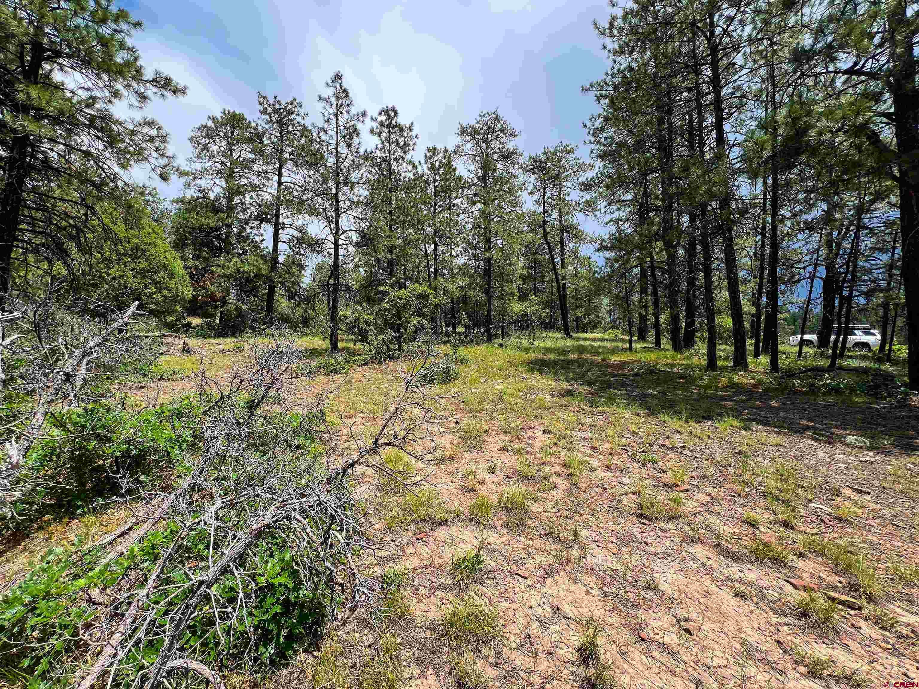160 Far View Road Pagosa Springs, CO 81147 - Photo 27 of 34 a view of a yard with trees