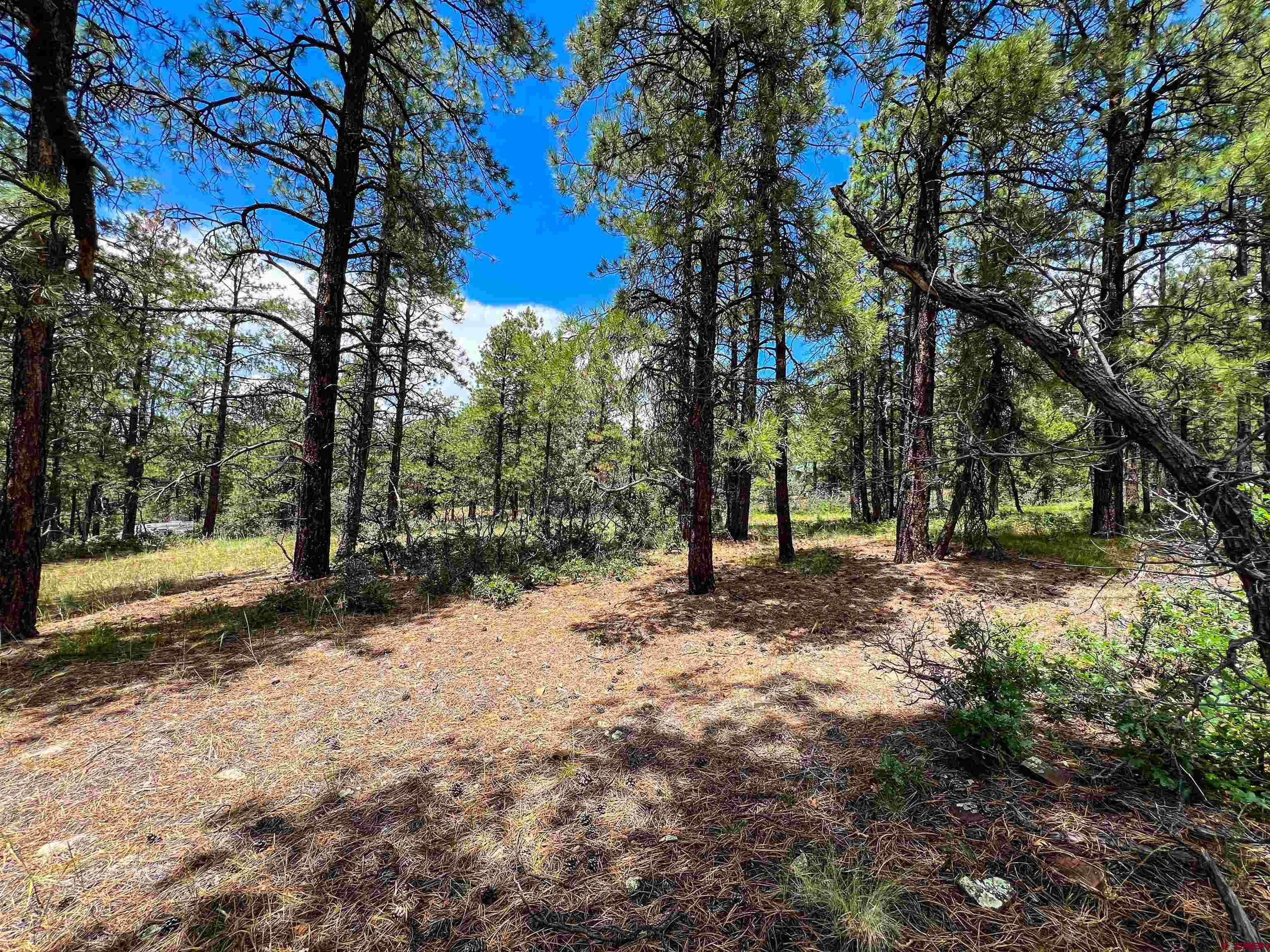 160 Far View Road Pagosa Springs, CO 81147 - Photo 29 of 34 a view of a tree with a yard