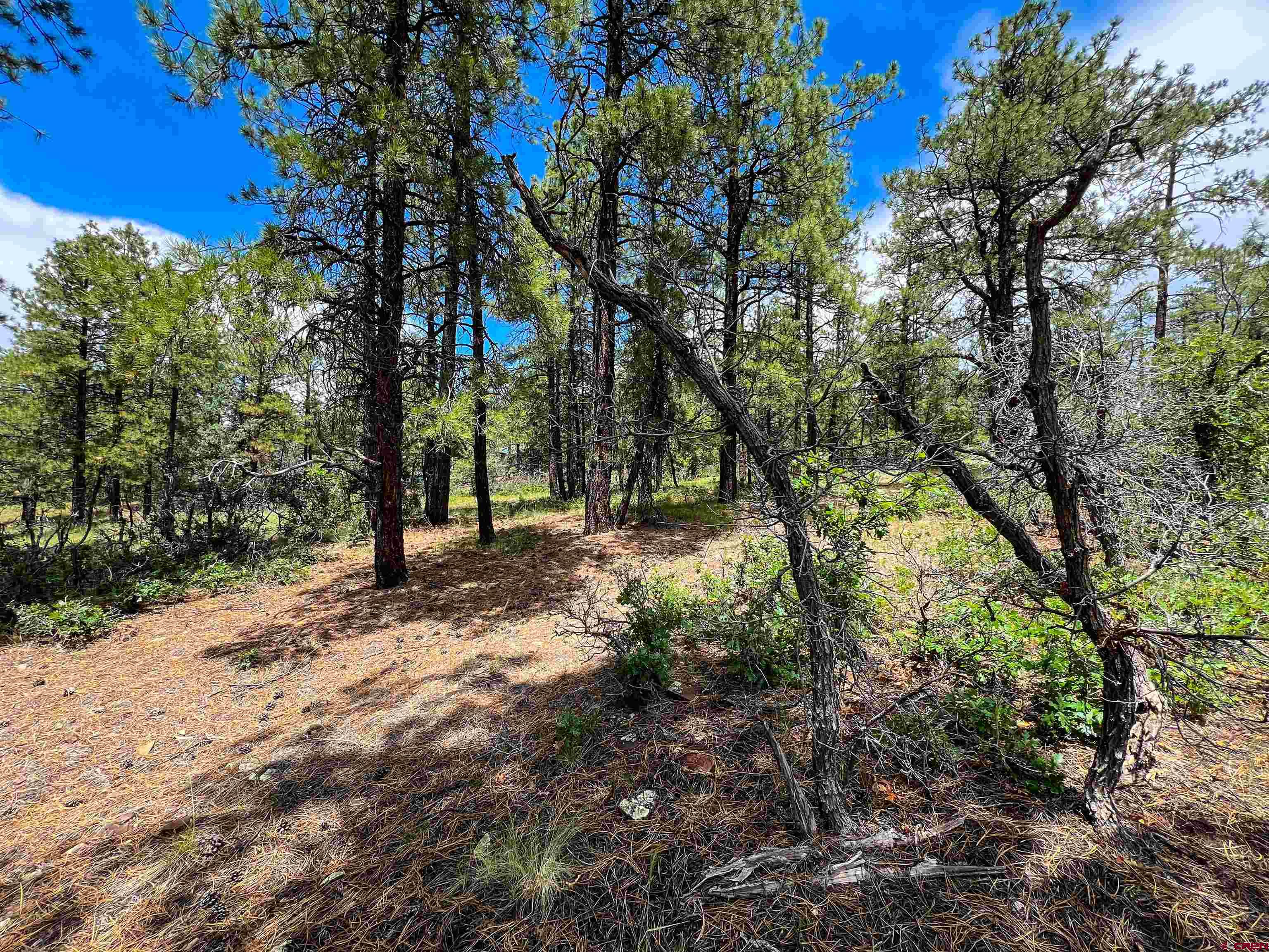 160 Far View Road Pagosa Springs, CO 81147 - Photo 30 of 34 a view of outdoor space with trees
