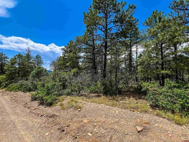 a view of a yard with trees