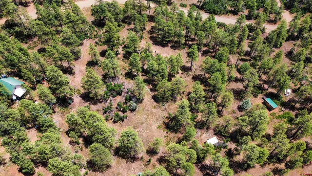 a view of a forest with a tree