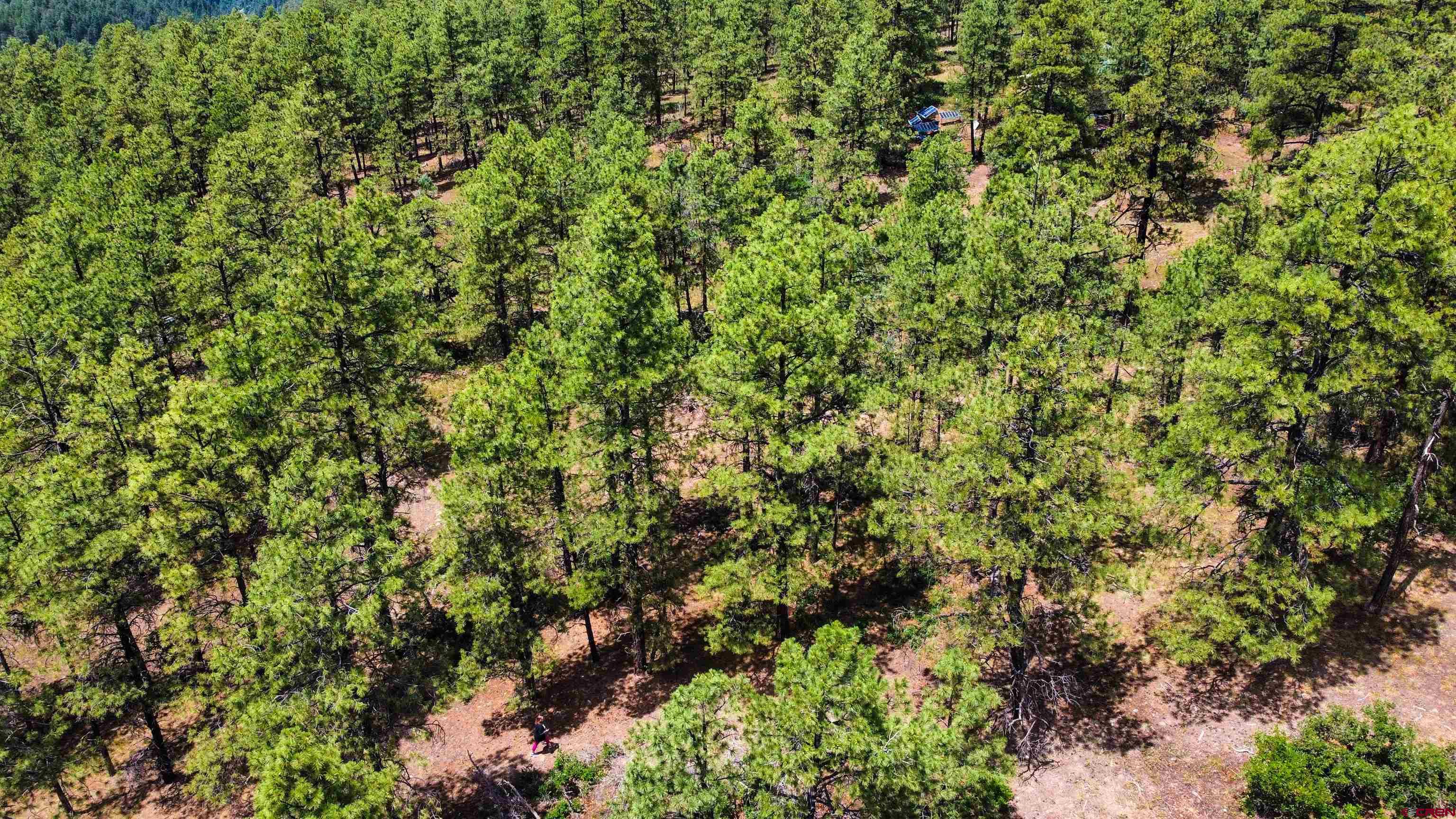 160 Far View Road Pagosa Springs, CO 81147 - Photo 10 of 34 a view of a plants and yard