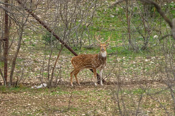 $2,499,999 | 331 Kc 2751, Junction, TX 76849