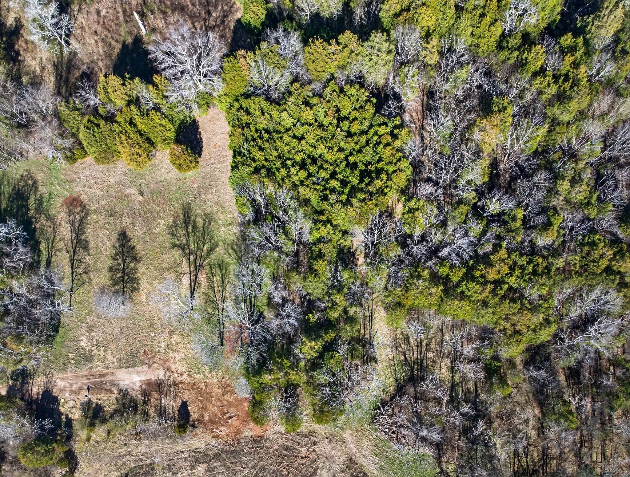 1 A Quarry Road Mount Juliet, TN 37122 - Photo 19 of 30 a view of a garden with plants
