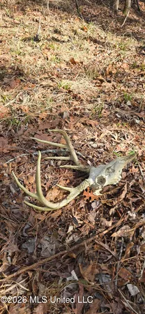 $295,200 | Ms-17, Coila, MS 38923