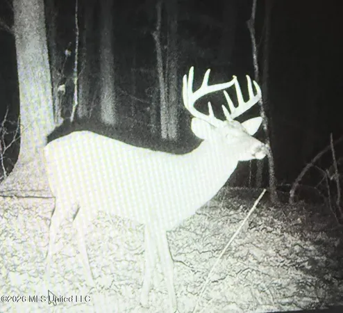 $295,200 | Ms-17, Coila, MS 38923