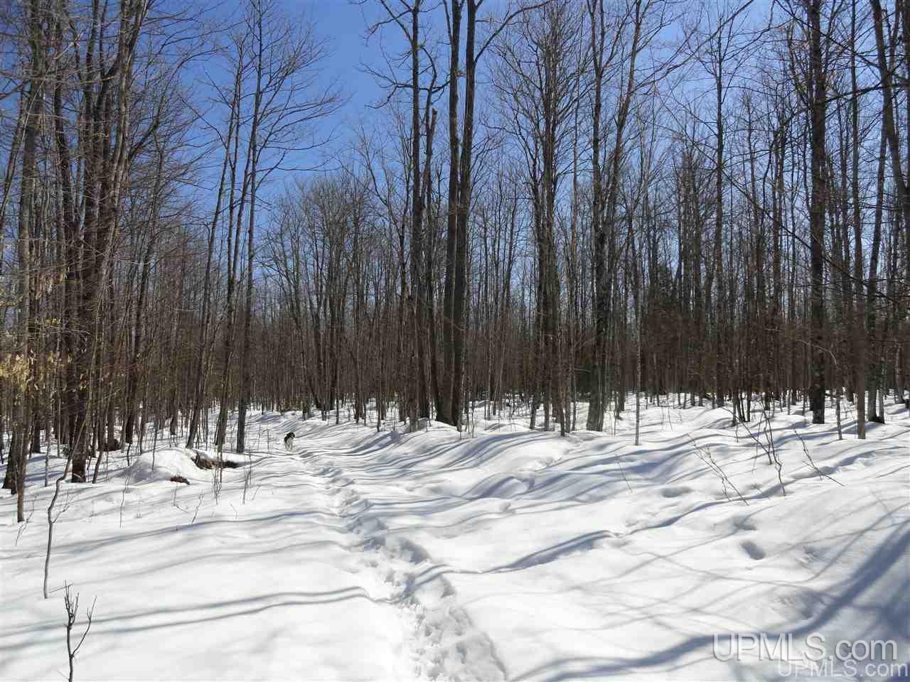 240-acres Leek Road Covington, MI 49919 - Photo 16 of 50