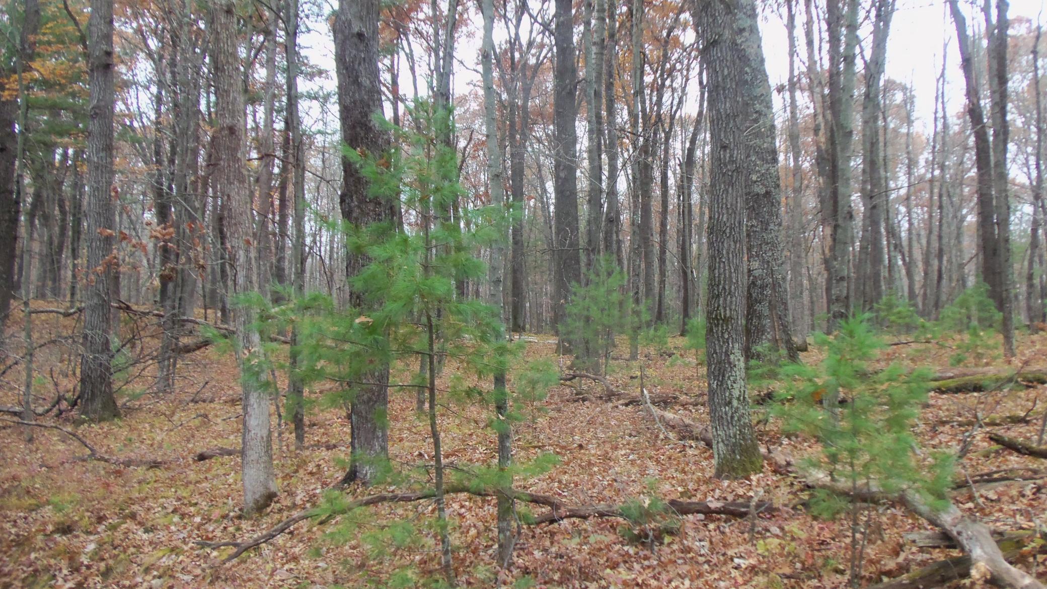 Lot 1 Herman Johnson Road Siren, WI 54872 - Photo 5 of 9