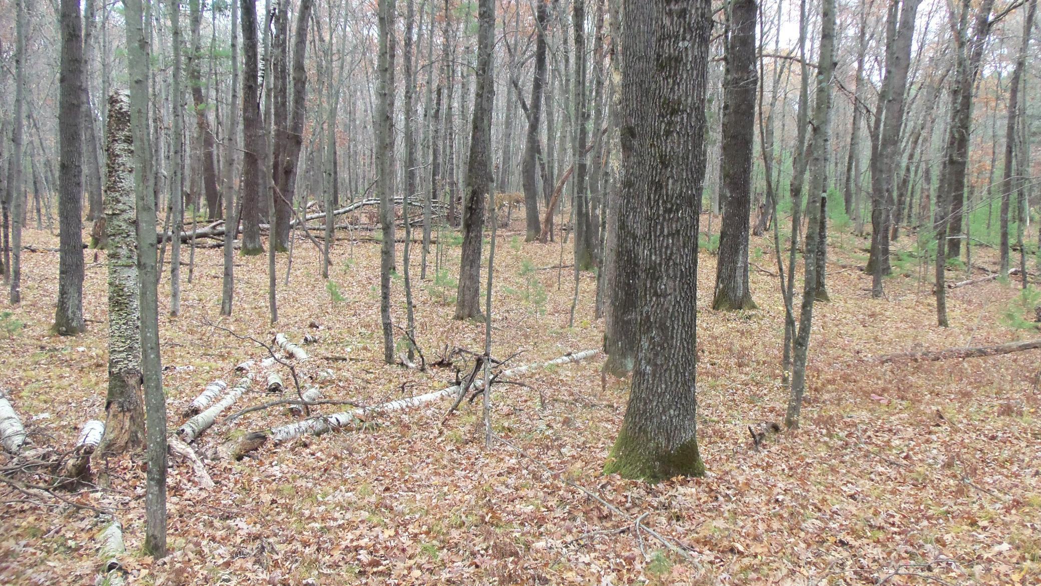 Lot 1 Herman Johnson Road Siren, WI 54872 - Photo 9 of 9