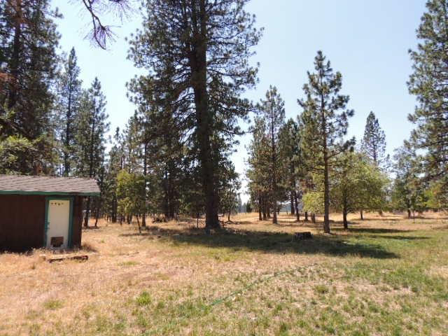 27032 Walker Road Fall River Mills, CA 96028 - Photo 10 of 13 Nice trees on property