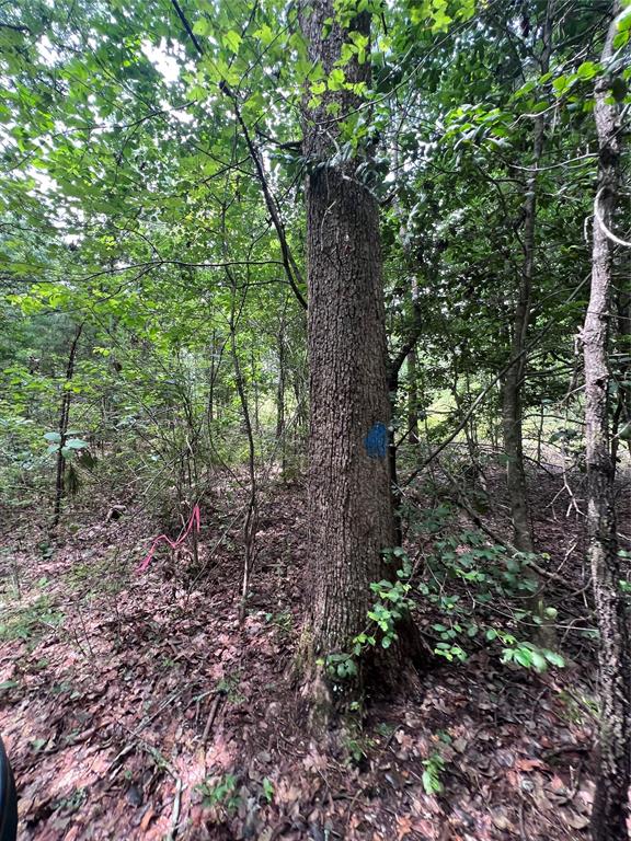 3245 Old Plain Dealing Road Plain Dealing, LA 71064 - Photo 14 of 25 a view of a forest that has large trees