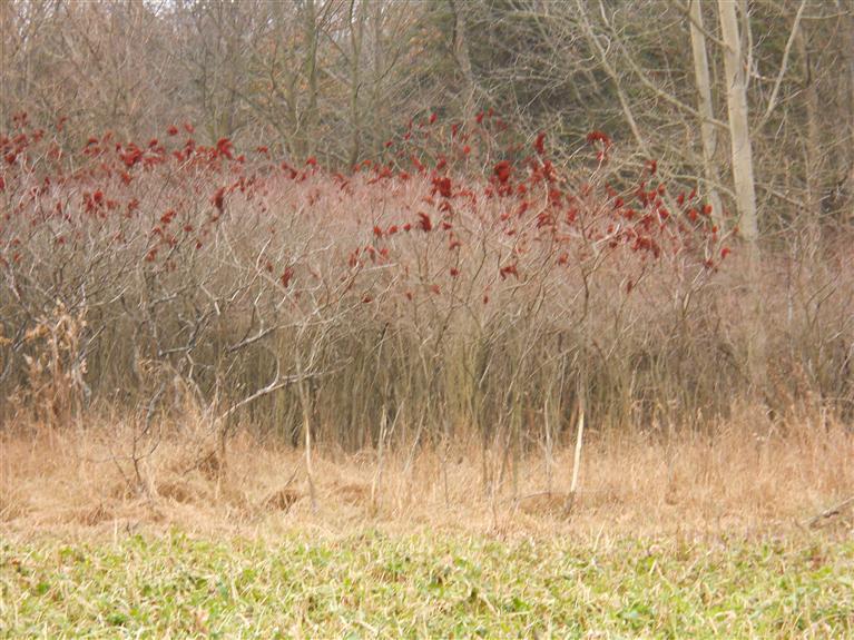 Potters Road, Unit PAR 1 Ionia, MI 48846 - Photo 6 of 15 Additional Photo