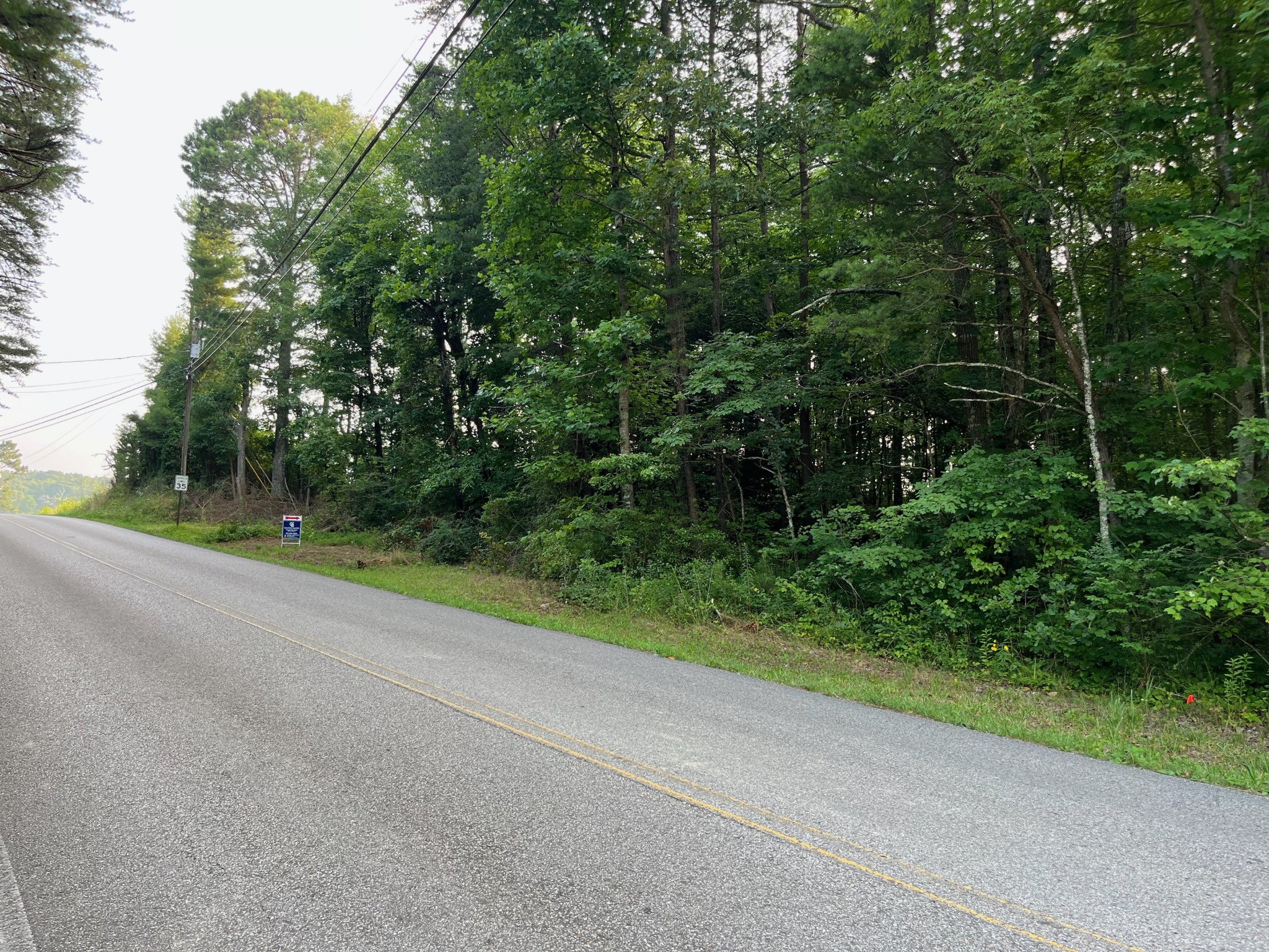 a view of a yard with potted plants and large trees