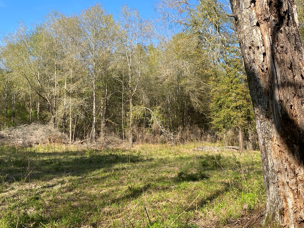 0 Co Road Abbeville, AL 36310 - Photo 34 of 53
