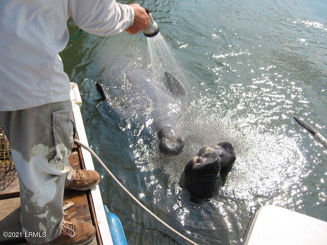 6112 Vaux Road Beaufort, SC 29906 - Photo 4 of 30 manatees