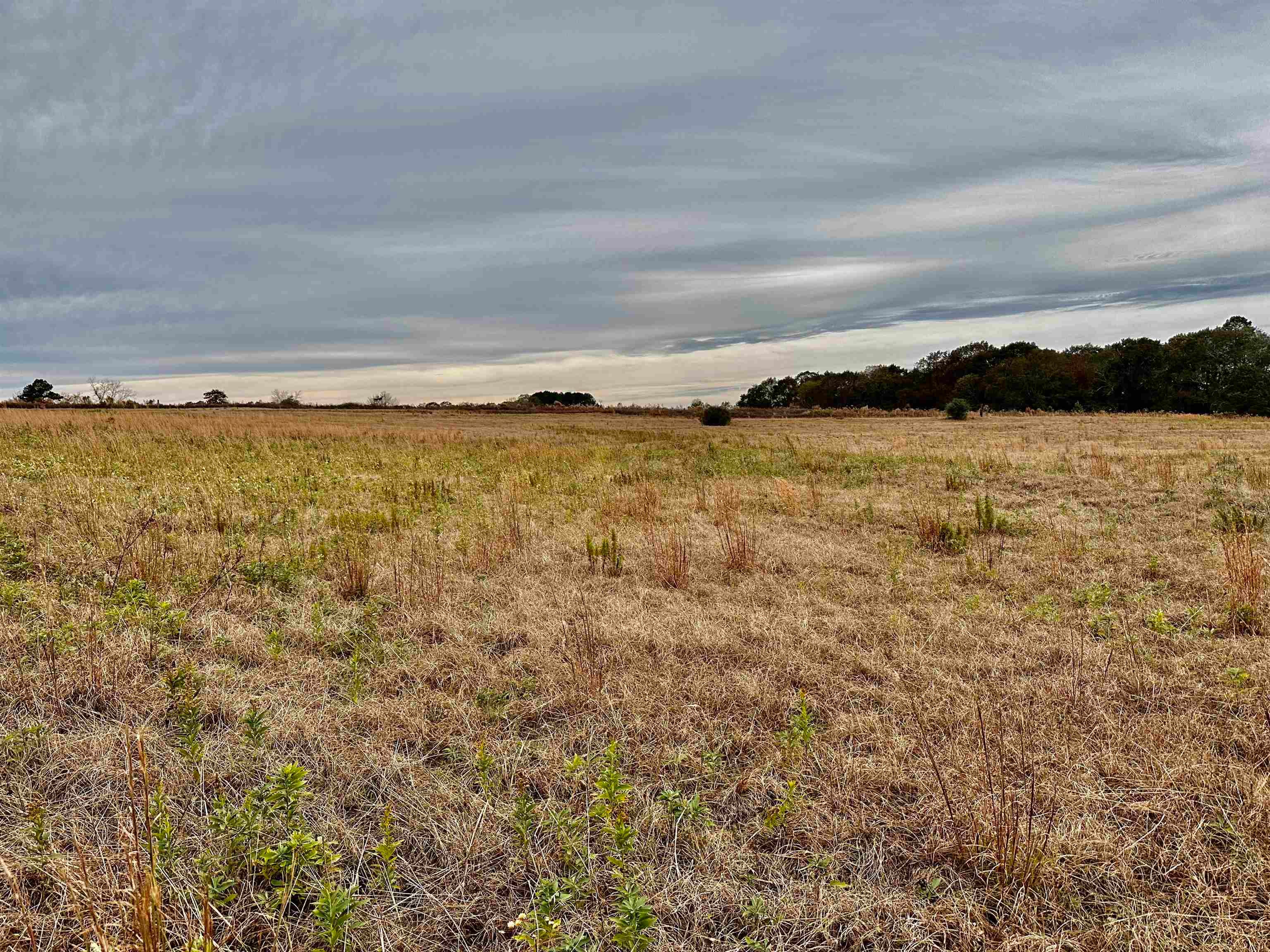 0 Holmes Langford Road Opp, AL 36467 - Photo 5 of 7 Gallery Image 5