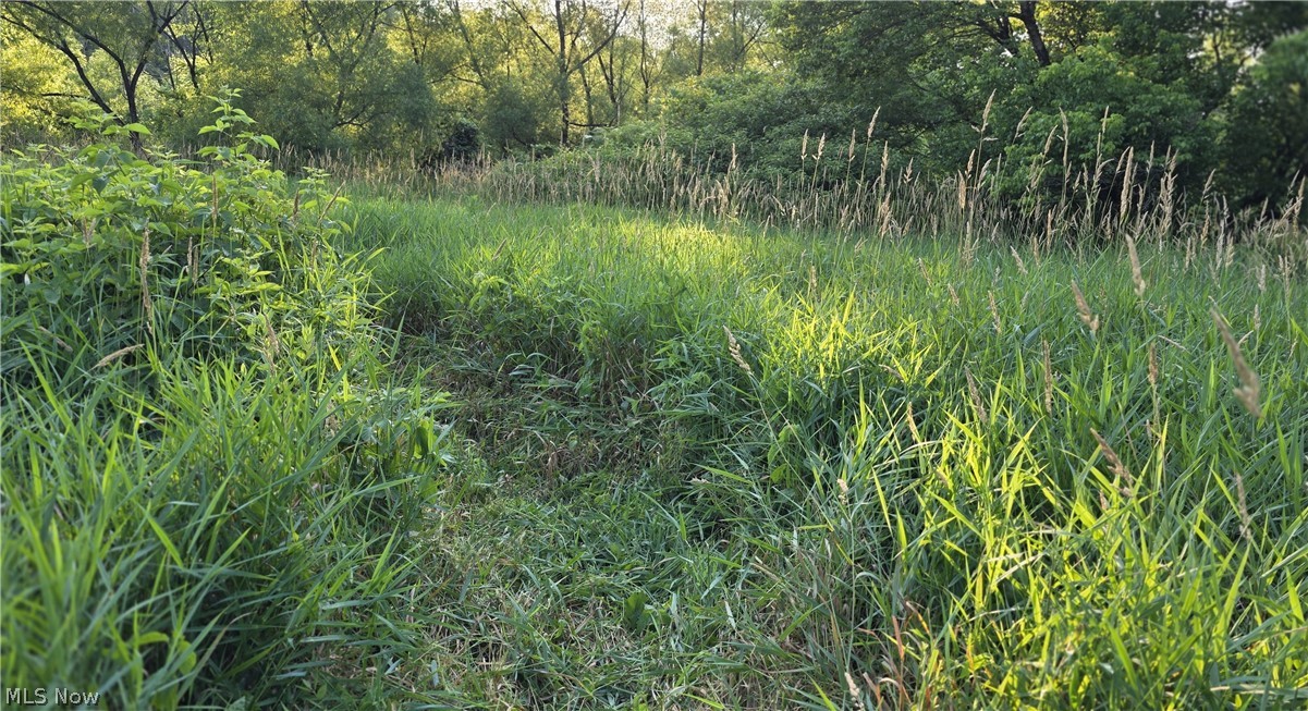 6820 Crane Run Road Cumberland, OH 43732 - Photo 7 of 29 Expansive green space featuring natural vegetation, mature trees, and varied plant textures