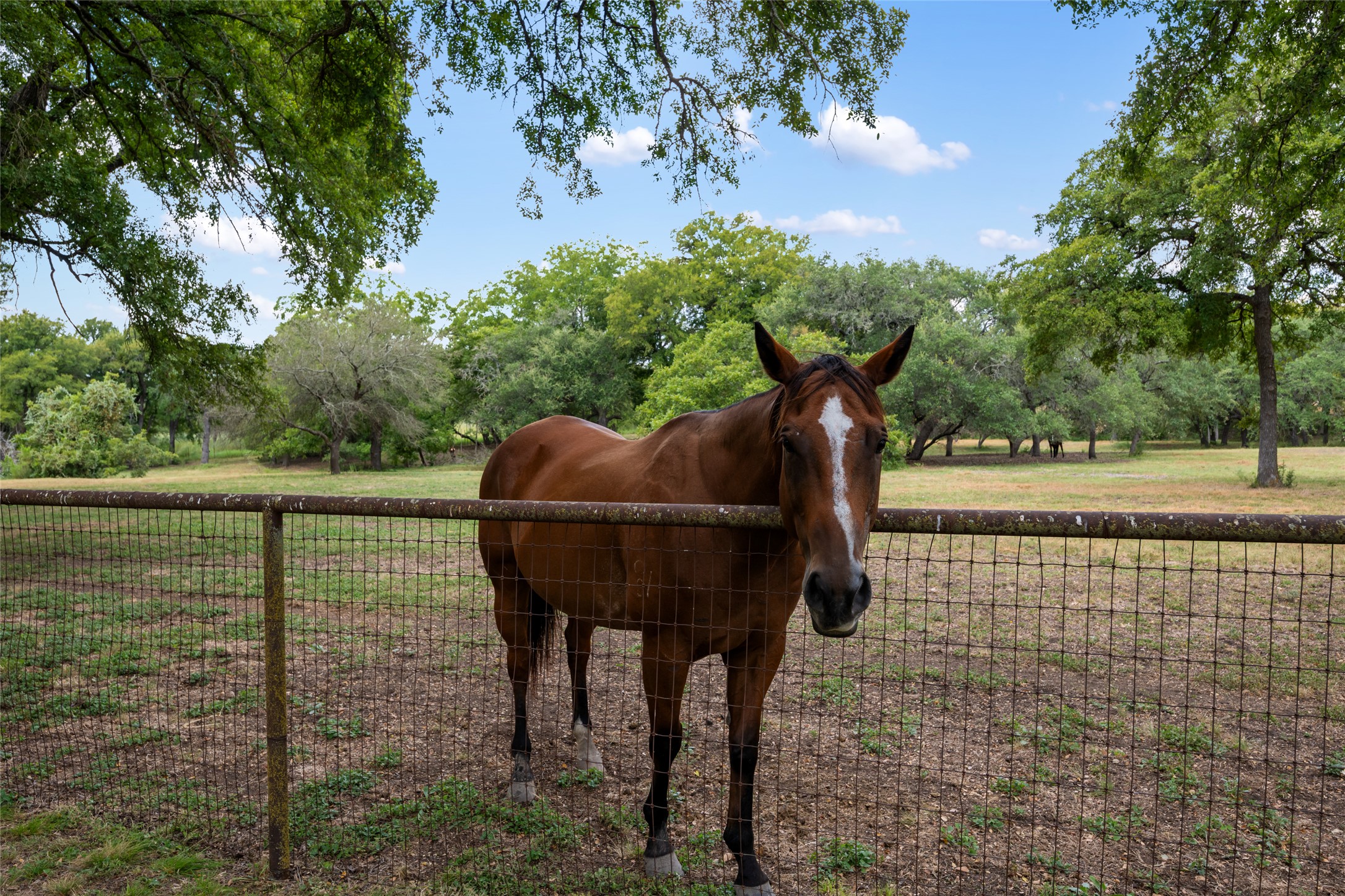 121 Dog Run Burnet, TX 78611 - Photo 8 of 40