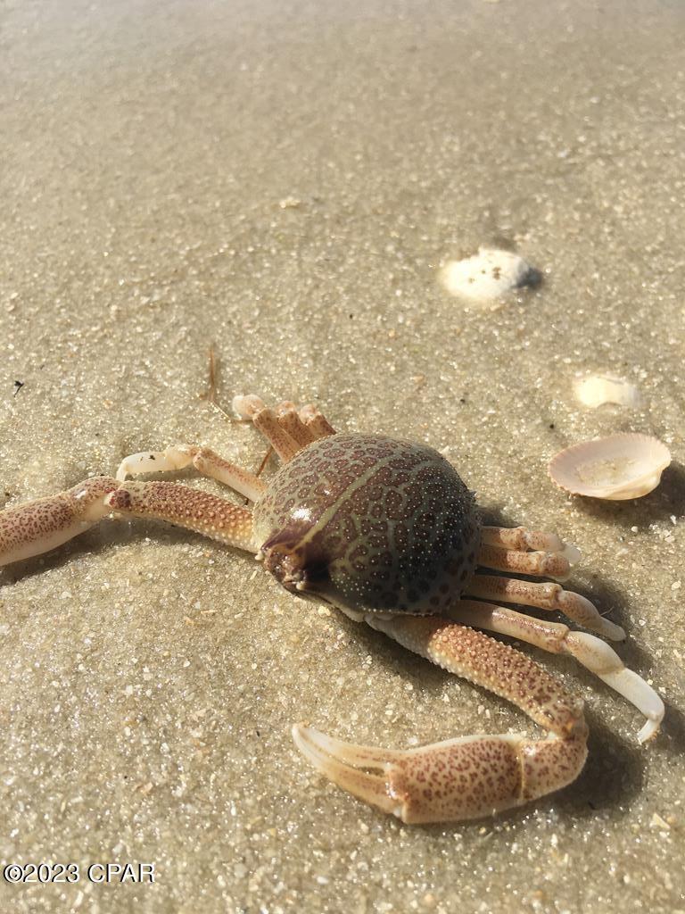 Lot 1 Haven Road Port St. Joe, FL 32456 - Photo 11 of 16