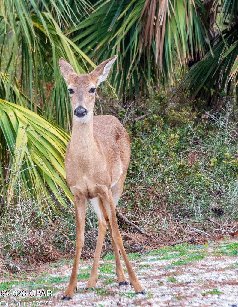 Lot 1 Haven Road Port St. Joe, FL 32456 - Photo 16 of 16
