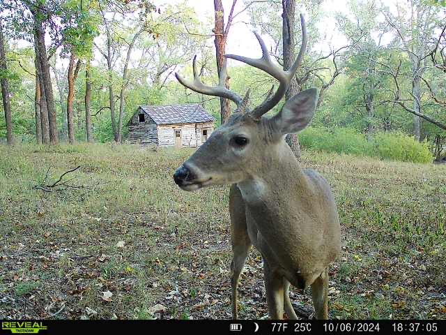 6731 Raccoon Road Pierce City, MO 65723 - Photo 52 of 99 IMG_0406