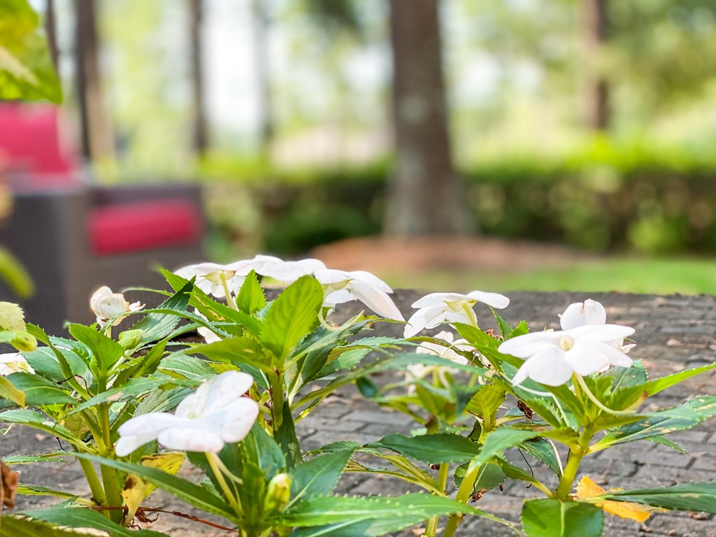 280 Forest Pines Road Aiken, SC 29803 - Photo 10 of 29 Gallery Image 10