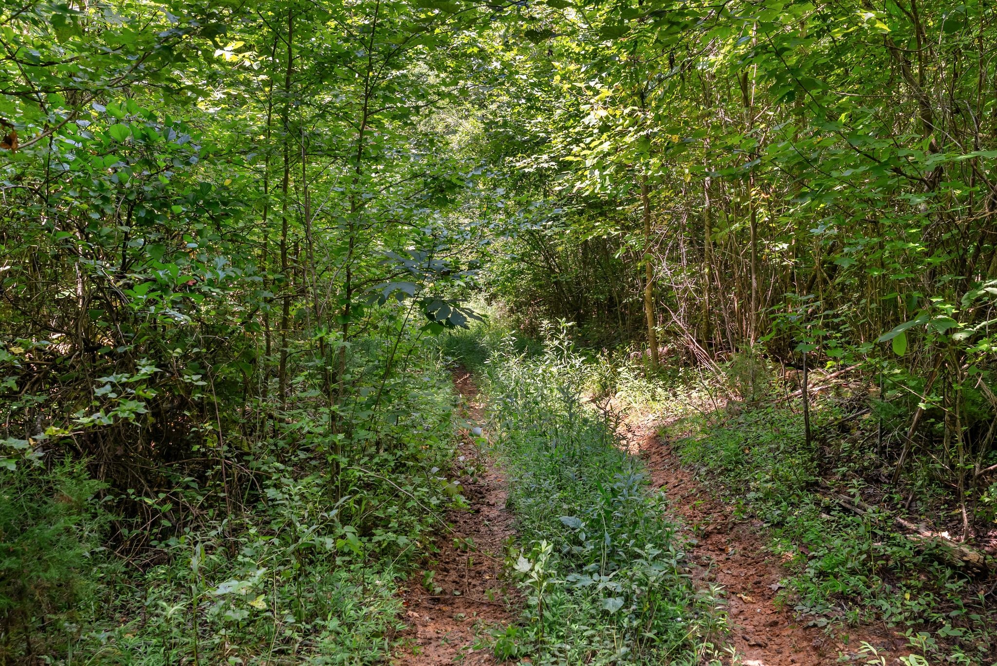 0 Sparkman Town-Bone Cave Road Doyle, TN 38559 - Photo 40 of 77 Gallery Image 40