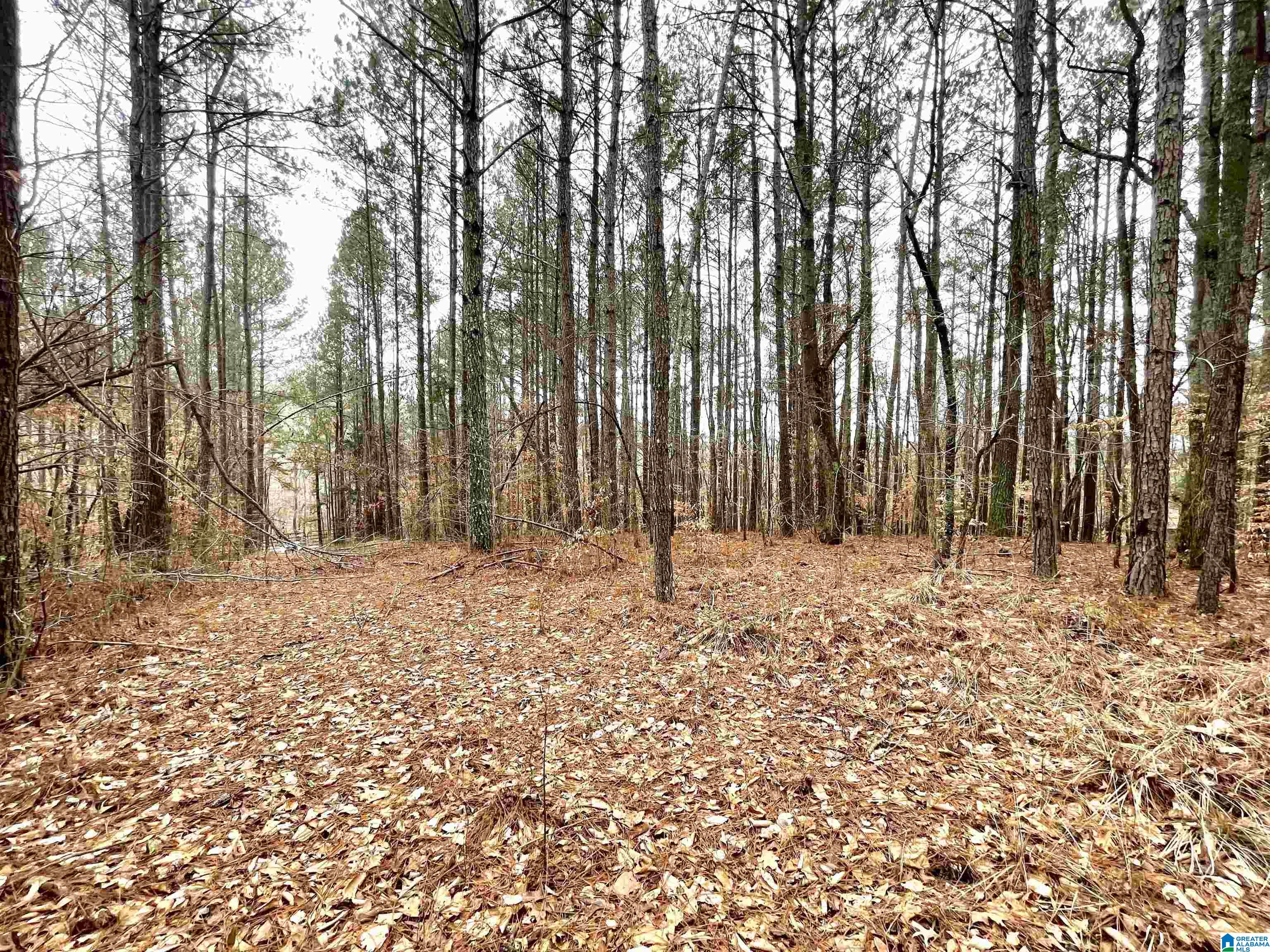 10 County Road Ranburne, AL 36273 - Photo 2 of 4