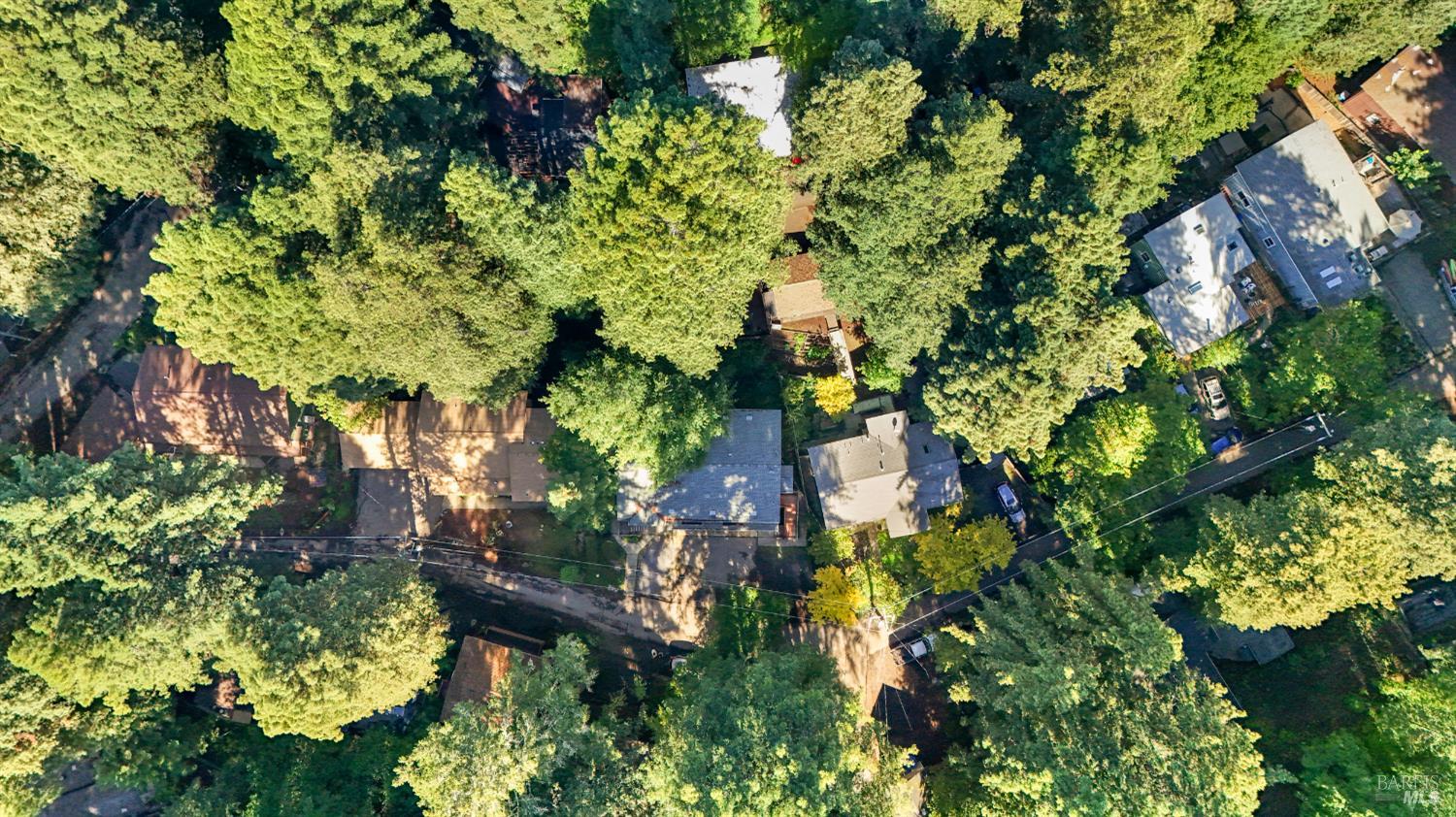 14571 Canyon 1 Road Guerneville, CA 95446 - Photo 32 of 37 a plant with lots of trees